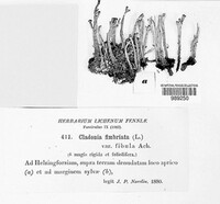 Cladonia fimbriata image